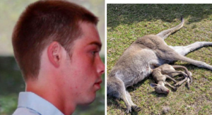 man killed 21 kangaroos