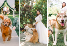 dogs attending owners' wedding
