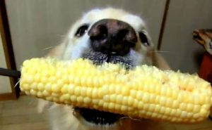 corn for dogs