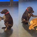 Dog Insists On Petting